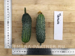 Огурец пчелоопыляемый Чечель - Партнер фото 4