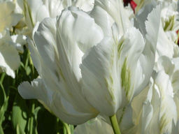 Тюльпан White Parrot (Уайт Пэррот) - Долина роз фото 2
