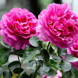 R189 ИВ ПЬЯЖЕ