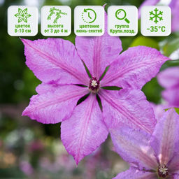 Клематис Маргарет Хант