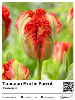Тюльпан Exotic Parrot (Попугайный)