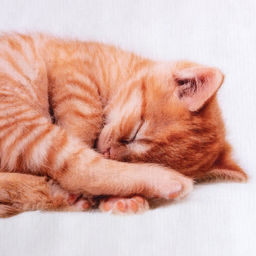 Постельное бельё Этель Кitty, 1.5 сп, 143х215 см, 150х214 см, 50х70 см. - 1 шт, 100% хлопок, бязь  фото 3