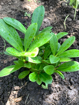 Рододендрон Каннингемс Уайт