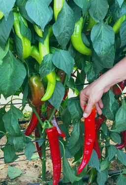 Перец Орьен