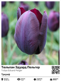 Тюльпан Eduard Pelger (Триумф) - Голландские луковицы фото 4