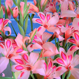 Гладиолус Impressive (Низкорослый) - Голландские луковицы фото 3