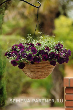 Петуния Изи Вэйв Бургунди Велюр каскадно-ампельная - Партнер фото 3