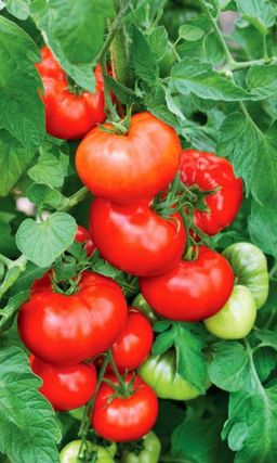 Томат ЛЮДМИЛА ДОБРЫЙ ВЕЧЕР Чрезвычайно урожайный сорт! Очень ранний и неприхотливый! Устойчив к комплексу болезней!