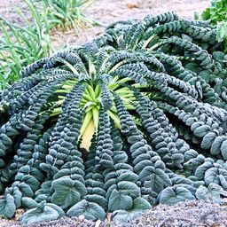 Редис Гигантский Японский Сакурадзима — Sakurajima Radish — 桜 島 大 根