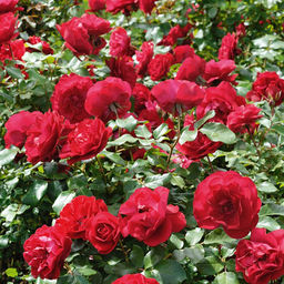 R330 МОНА ЛИЗА