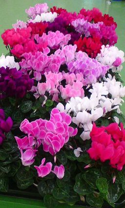 Цикламен ГИГАНТСКИЙ Можно как горшечную культуру!