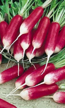 Редис КРАСНЫЙ МЕТЕОР  Космическая урожайность, не уходит в стрелку! Хранится до 30 дней! Вкус на радость детям!