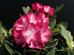 Рододендрон Ann Lindsay (Энн Линдси)