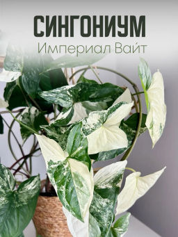 Сингониум Империал Вайт, горшок 0,4 л