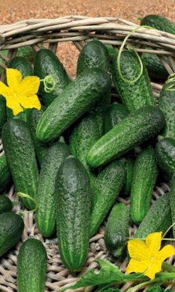 Огурец АЛЕКСЕЙ F1  Пучковый, урожайный сорт! Дружное плодоношение!