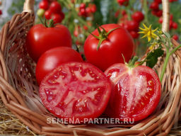 Томат Фэт Боб - Партнер фото 3