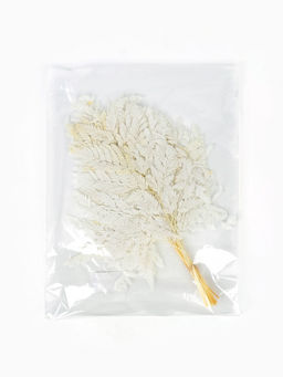 Сухоцвет Папоротник МИКС, 10 шт в упаковке