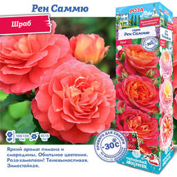 Роза Рен Саммю (Шраб) 1шт