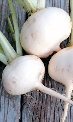 Репа РУССКИЙ ДЕЛИКАТЕС  Выдающиеся вкусовые качества!