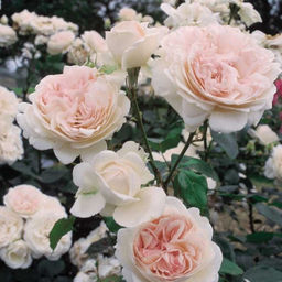 Роза Себастьян Кнейп