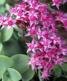 Очиток гибридный Эверса (листья голубые) - 1000корней фото 3