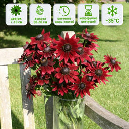 Рудбекия Черри Бренди