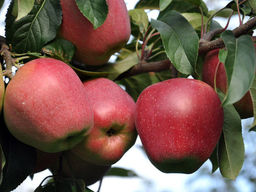 Яблоня Глостер - Долина роз фото 2