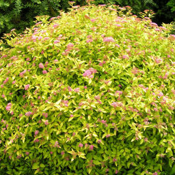 Спирея японская Голден Принцесс