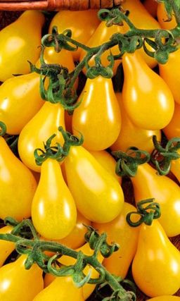 Томат МЕДОВЫЙ КАСКАД Необычайно вкусен! Мякоть тает во рту как мёд!