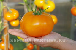 Томат Тропиканка - Партнер фото 4