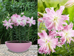 Лилия Лотус Элеганс