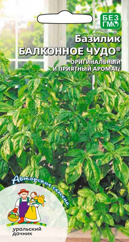 Базилик БАЛКОННОЕ ЧУДО  Оригинальный и приятный аромат! Хорошо растёт в горшках!