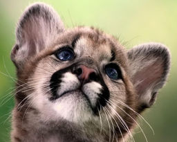 Картина по номерам на холсте и подрамнике 40х50 см