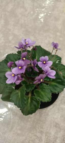 Фиалка Оптимара манитоба, горшок 0,3 л