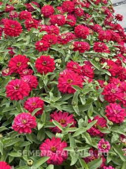 Цинния махровая Барышня-крестьянка Вишневый Пирог - Партнер фото 6