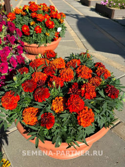 Бархатцы отклоненные Файрболл - Партнер фото 4
