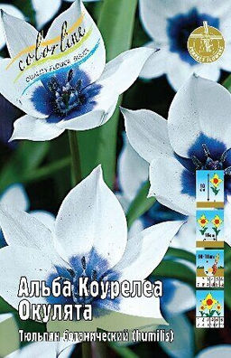 Тюльпан Альба Коурелеа Окулята 6/+ 5шт (Колорлайн)