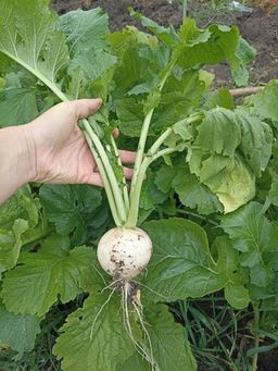 Репа РУССКИЙ ДЕЛИКАТЕС  Выдающиеся вкусовые качества! - Уральский дачник фото 6