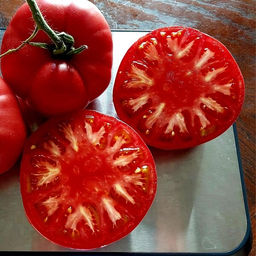 7112Т Томат Загорско воловье око 10шт