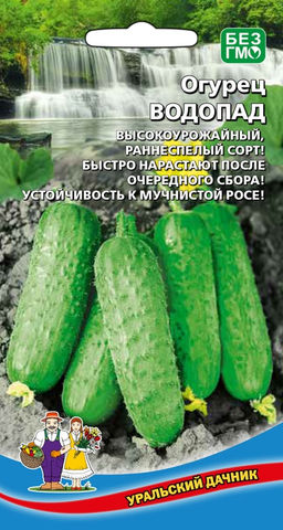 Огурец ВОДОПАД Высокоурожайный, раннеспелый сорт! Быстро нарастают после очередного сбора! Устойчив к мучнистой росе!