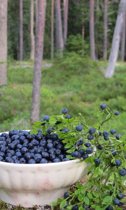Черника ТЁМНАЯ НОЧЬ® Зимостойкий многолетник! Обилие вкуснейших ягод! Полезна для улучшения зрения!
