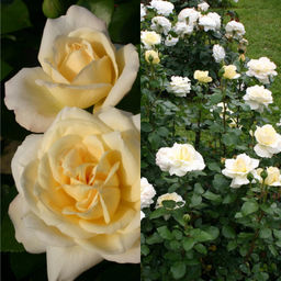 Роза Ла Перла