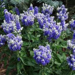 Вероника Blue Bomb (Гибридная) - Голландские луковицы фото 2