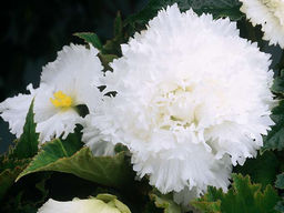 Бегония фимбриата белая (Fimbriata White)