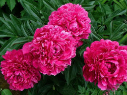 Пион Kansas (Канзас) - Долина роз фото 3