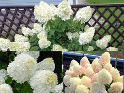 Гортензия метельчатая Шугар Раш - Долина роз фото 3