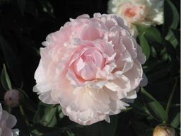 ПИОН Соланж Разбор 2/3 n Кол-во упак., шт 1