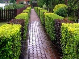 Пузыреплодник калинолистный зеленый