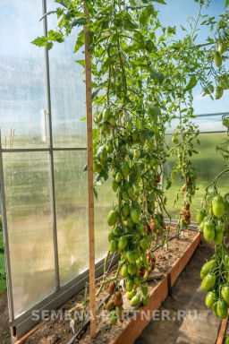 Томат Бурая Гроздь - Партнер фото 4