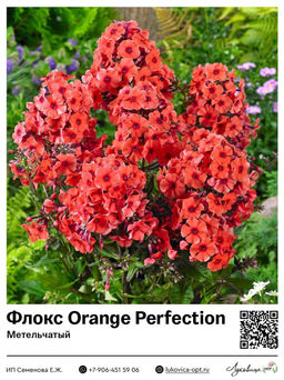 Флокс Orange Perfection (Метельчатый)